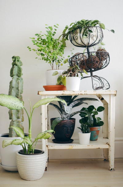 How to Keep Indoor Plants Alive | DIYIdeaCenter.com