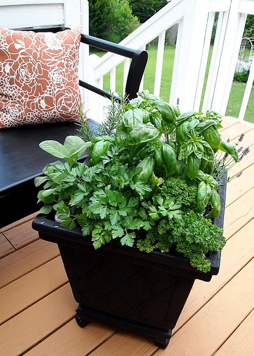 How to Plant a Container Herb Garden