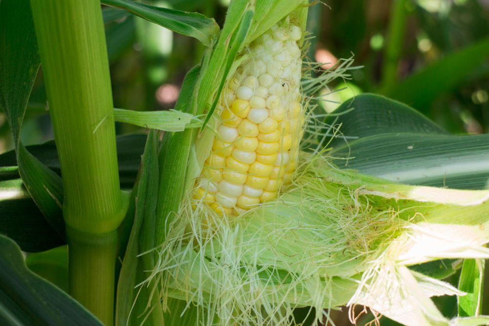 How to Grow Corn