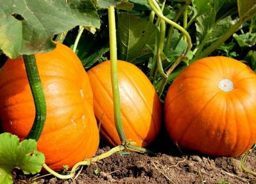 How to Grow Pumpkins | DIYIdeaCenter.com