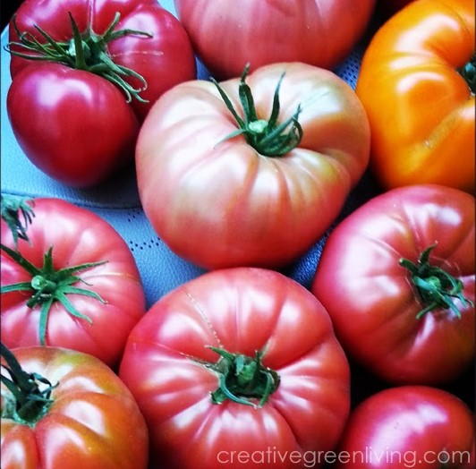 How to Grow Tomatoes Tutorial | DIYIdeaCenter.com