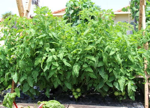 How to Grow Tomatoes in a Small Space