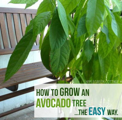 How To Grow An Avocado Tree | DIYIdeaCenter.com