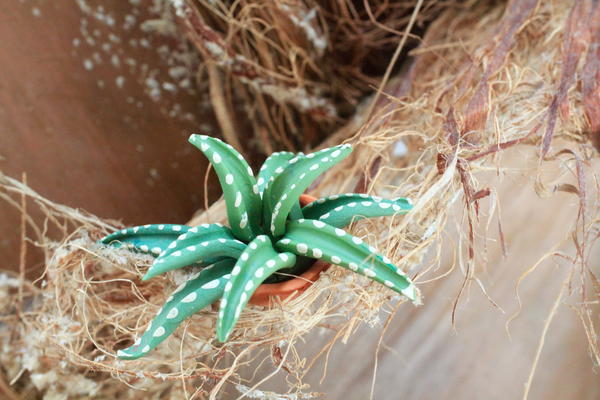 Miniature Cactus Fairy Garden Plants