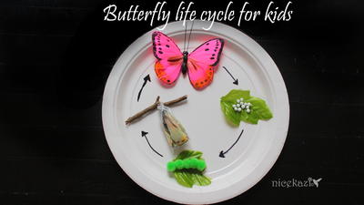 Butterfly Life Cycle for Kids : Metamorphosis