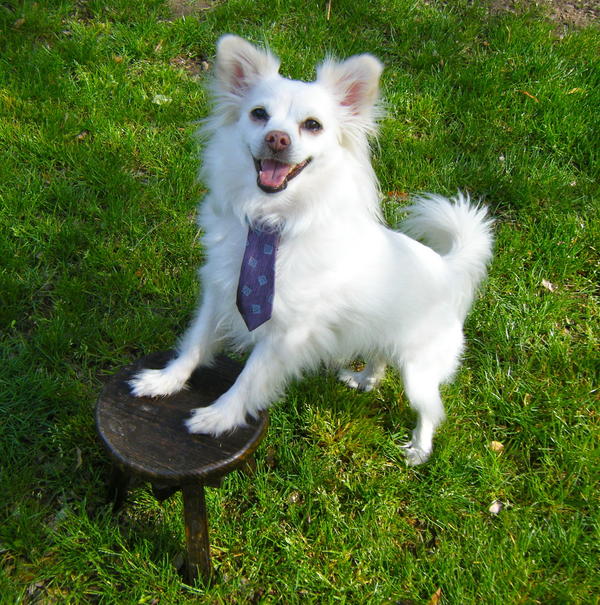 Puppy Necktie