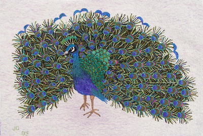 Peacock, Celebration XVI