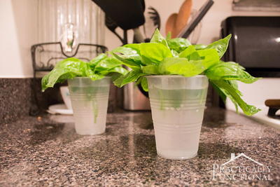 How to Keep Fresh Basil Green and Healthy