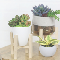 Mini Pallet Plant Stand | FaveCrafts.com