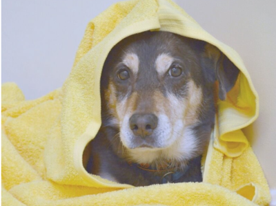 DIY Hooded Pet Towel