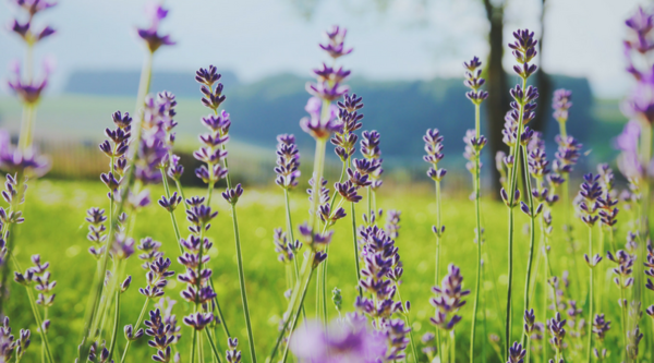 Lavender Field 