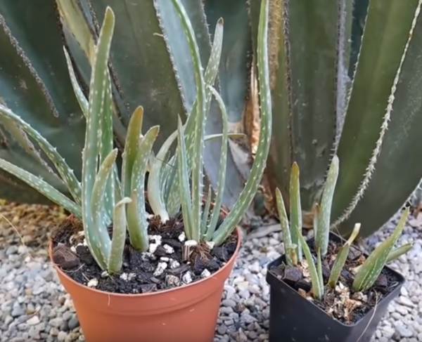 Planting Aloe Vera Pups