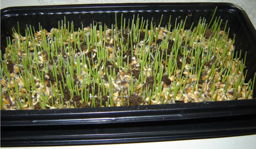 Grow Your Own Wheatgrass