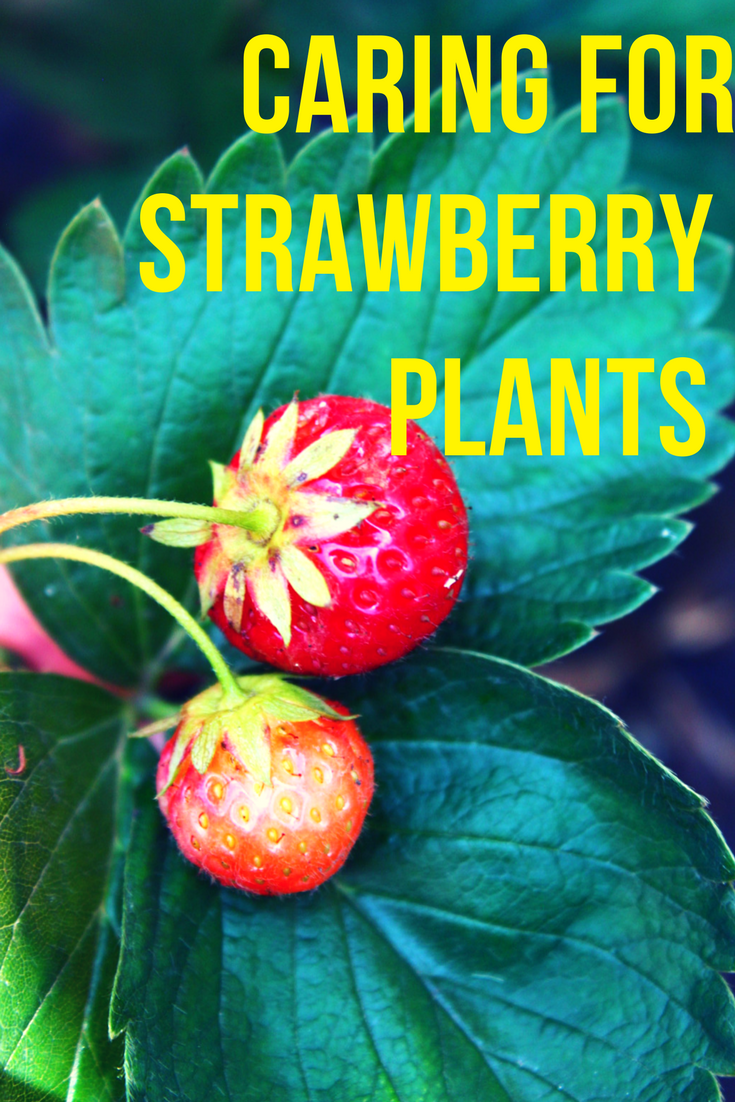 Strawberry Plant Care | CheapThriftyLiving.com