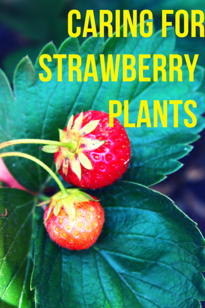 Strawberry Plant Care