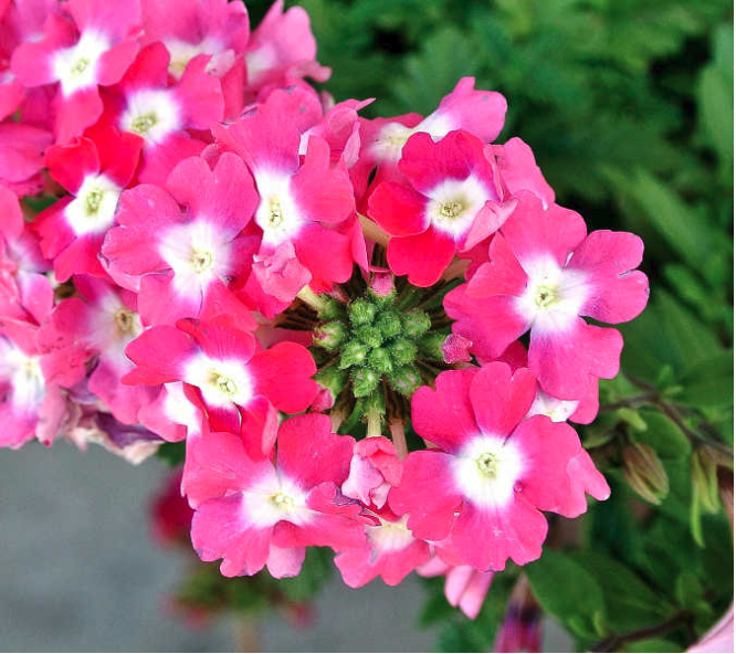 How to Grow Geraniums | DIYIdeaCenter.com