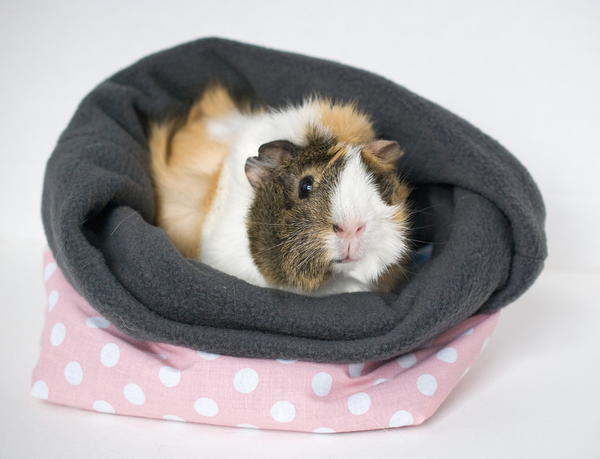 Guinea Pig Cuddle Cup Pattern | AllFreeSewing.com guinea-pig-cuddle-cup-pattern-allfreesewing-com