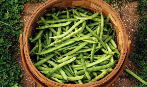 How to Grow Beans