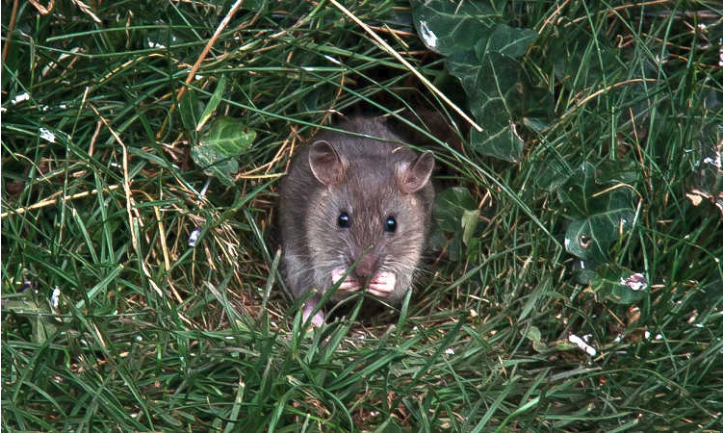 How to Keep Rodents Out of Your Garden | DIYIdeaCenter.com