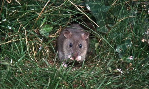 How to Keep Rodents Out of Your Garden