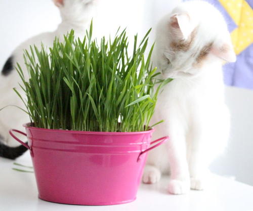 How to Grow Cat Grass | CheapThriftyLiving.com