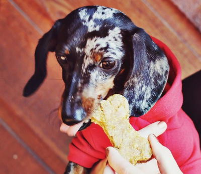 Peanut Butter and Pumpkin DIY Dog Treats