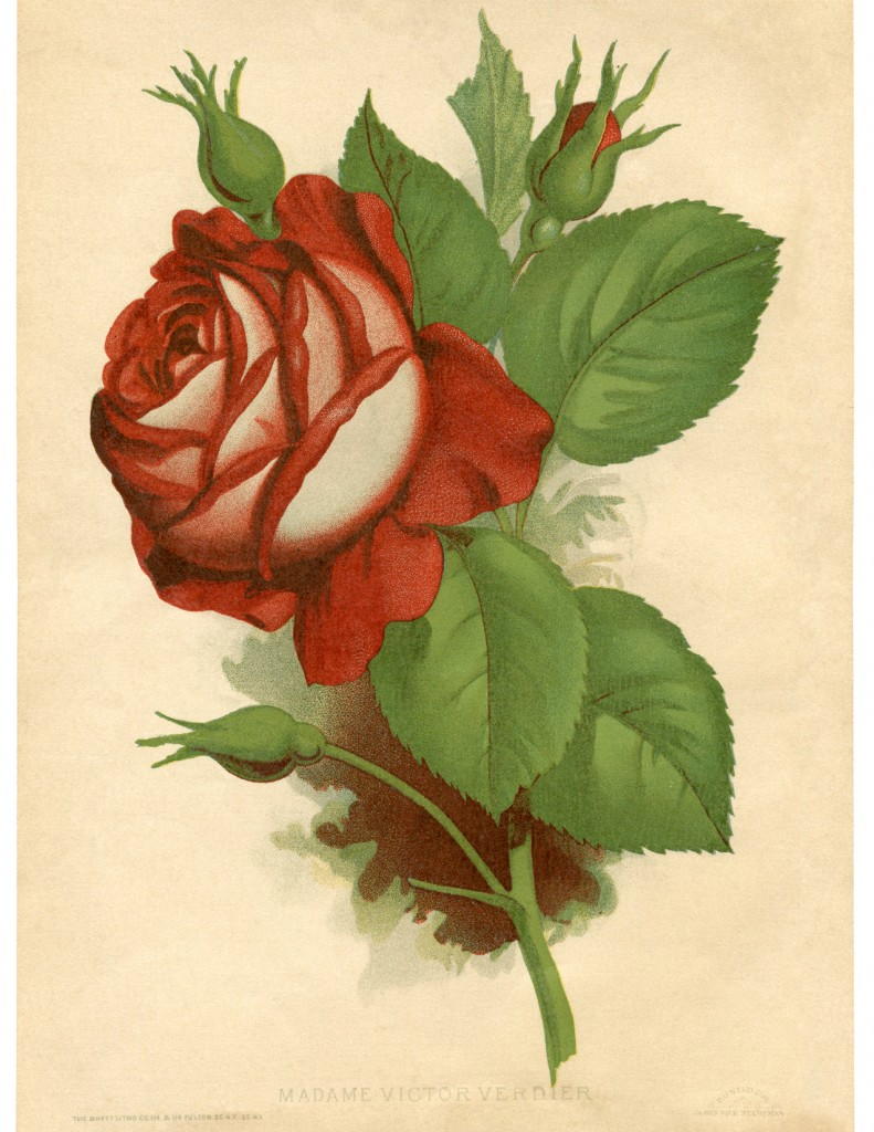 Vintage Victorian Red Rose Free Printable | AllFreePaperCrafts.com