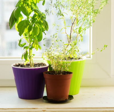 How to Bring Your Summer Herbs Indoors