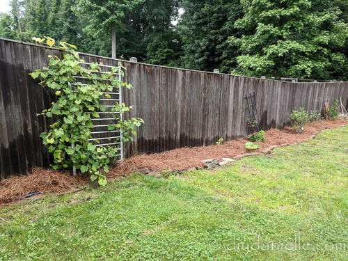 How to Use Pine Straw as Mulch