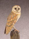 Rodents Beware--Part Two: Painting the Barn Owl