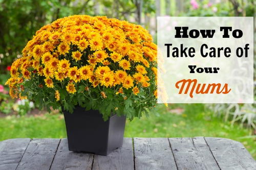 How to Care for Mums