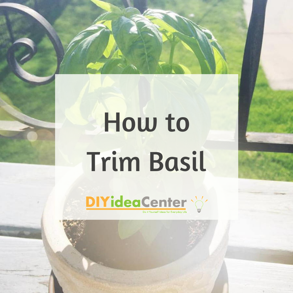 How to Trim Basil DIYIdeaCenter