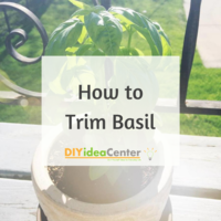 How to Trim Basil