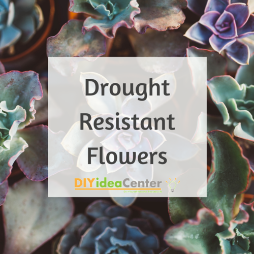Drought Resistant Flowers