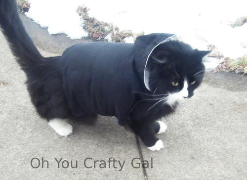 Kitty’s Favorite Winter Coat