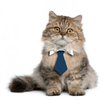 Business Cat Tie Pattern