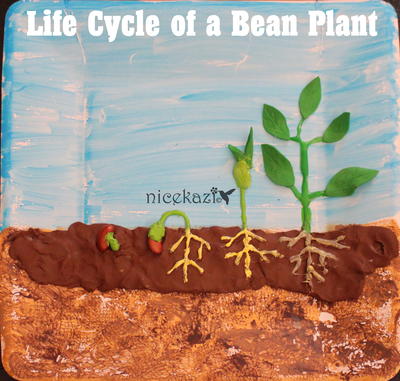 Life Cycle of a Bean Plant