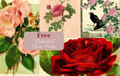 Free Vintage Rose Images to Print