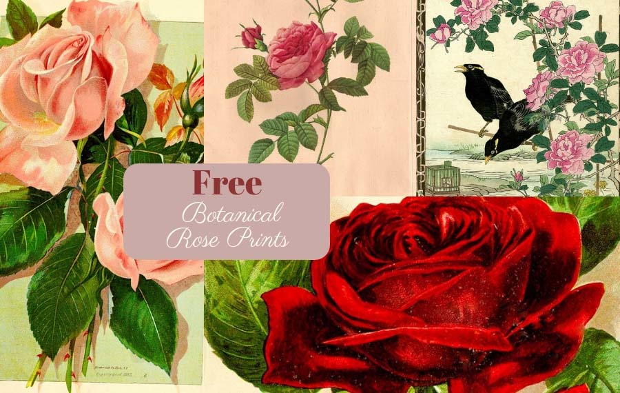 Free Vintage Rose Images to Print | AllFreePaperCrafts.com free-vintage-rose-images-to-print-allfreepapercrafts-com