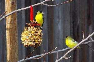 Homemade Pinecone Bird Feeder Diyideacenter Com