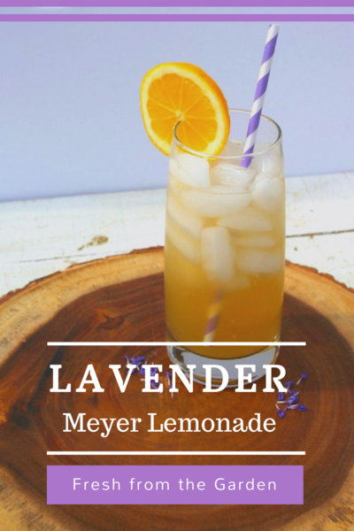 How to Make Lavender Meyer Lemonade Fresh from Your Garden