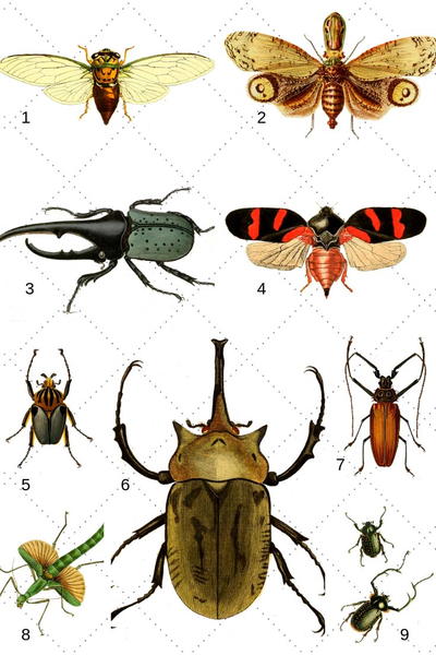 Gorgeous Vintage Insect Prints And Clip Art