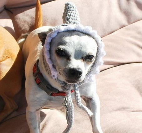 Decorative Shark Headpiece