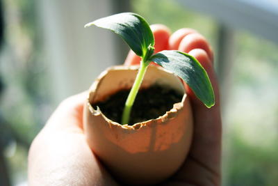 Eggshell Seedling Planters