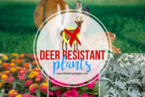 Deer Resistant Plants For Your Garden