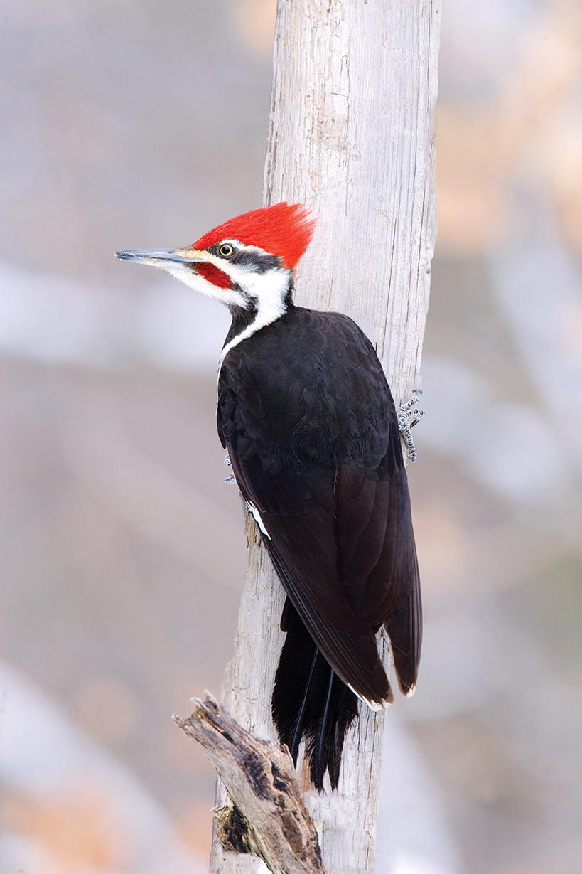 Pileated Woodpecker Wildfowl