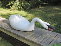 A Sectional Swan
