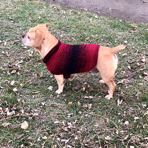 Quick & Easy Crochet Dog Sweater - For Medium-sized Dogs