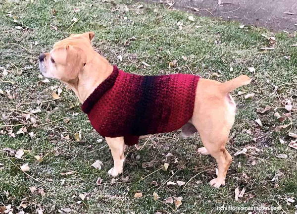 Quick And Easy Medium-size Dog Sweater