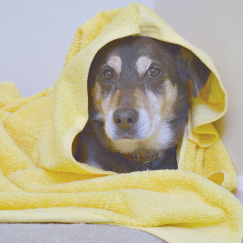 Pamper Your Senior Dog With A Diy Hooded Towel